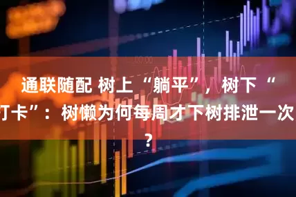 通联随配 树上 “躺平”，树下 “打卡”：树懒为何每周才下树排泄一次？